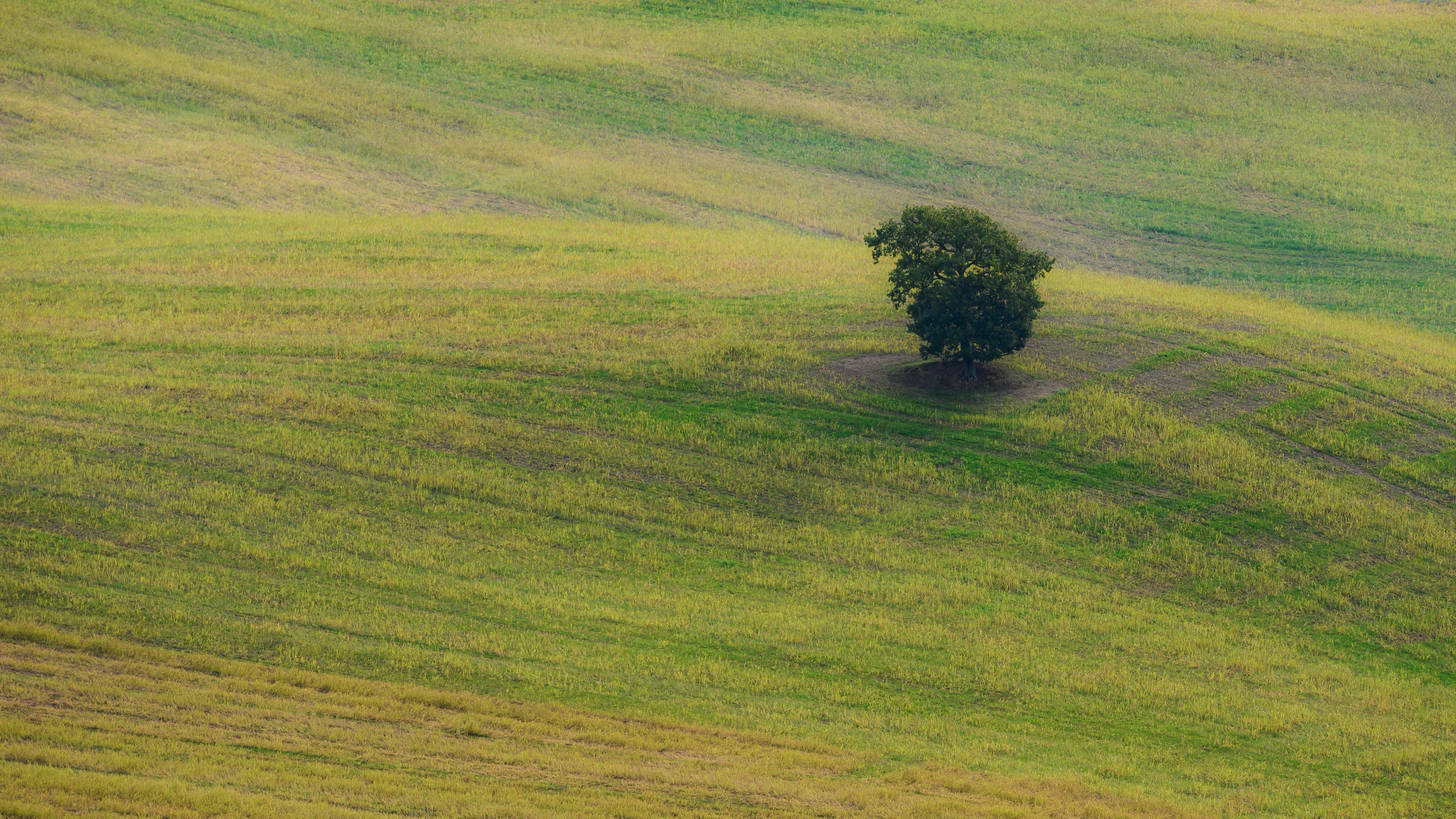 green tree on green grass field during daytime